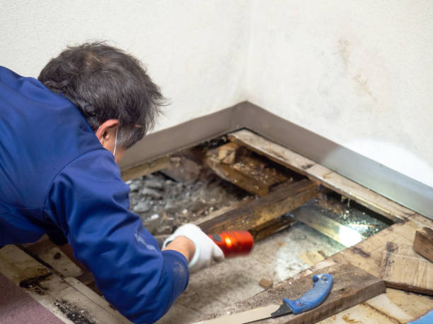Best Mold Damage Repair  in Kings Mills, OH
