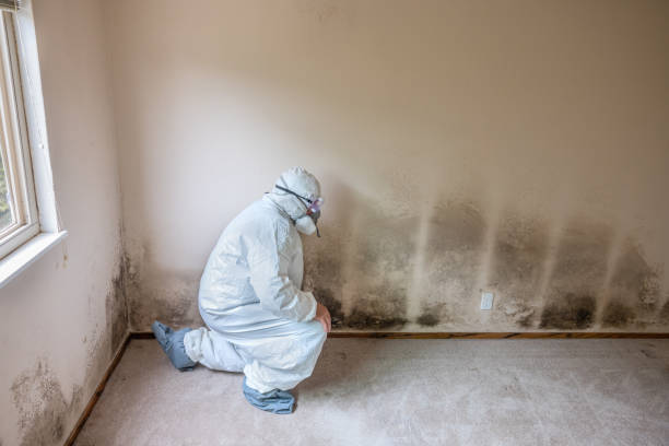 Best Mold Damage Repair  in Kings Mills, OH